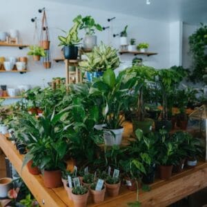 Indoor Plant Care Kit