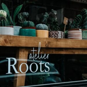 Houseplant Maintenance Guide