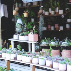 Succulent Variety Pack