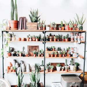 Plant Health Monitoring App